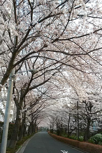 写真　篠田堀親水緑道