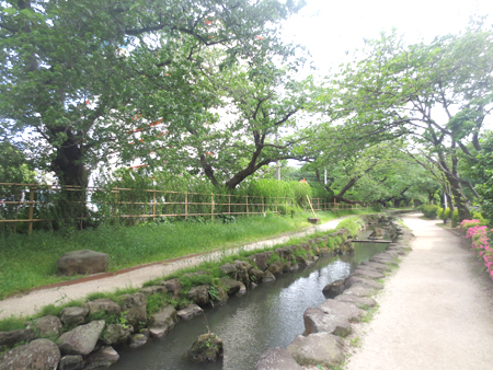 写真　篠田堀親水緑道6