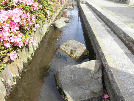 写真　東井堀親水緑道3