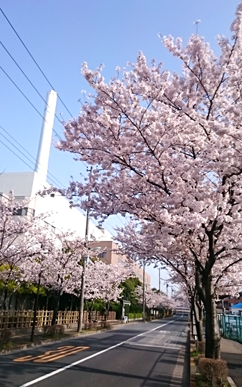 写真　清掃工場の煙突と満開の桜