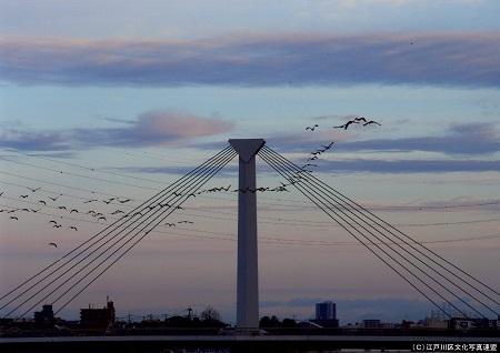 写真　杉にちなんだ斜張橋　大杉橋2