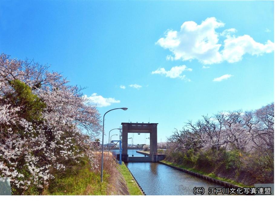花のアーケード　篠崎水門