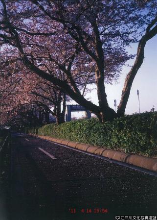 写真　花のアーケード　篠崎水門5