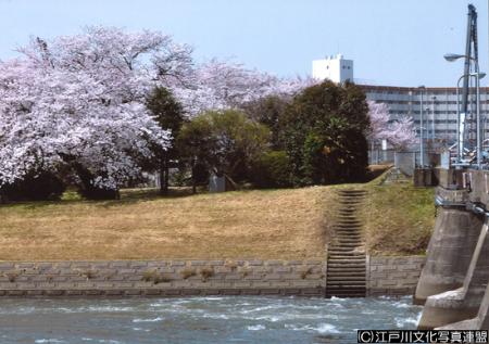 写真　花のアーケード　篠崎水門4