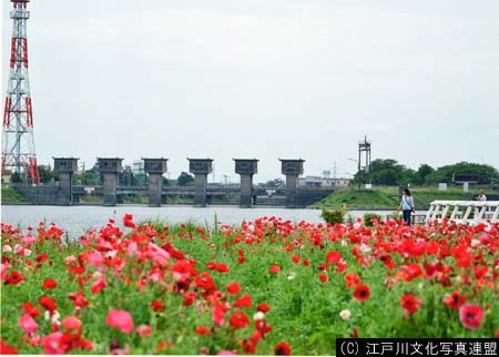 写真　花のアーケード　篠崎水門3