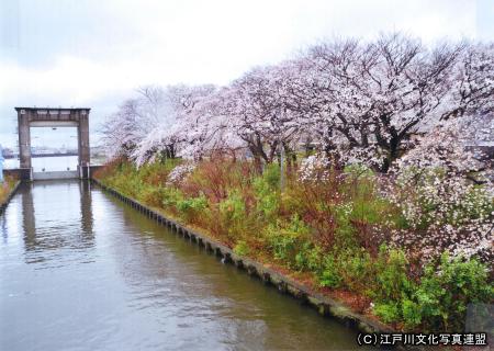 写真　花のアーケード　篠崎水門1