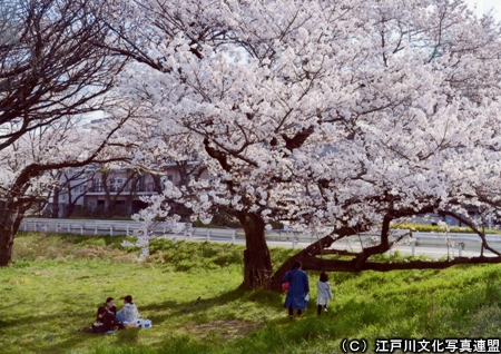 写真　花のアーケード　篠崎水門