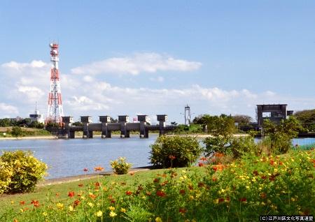 写真　花のアーケード　篠崎水門2