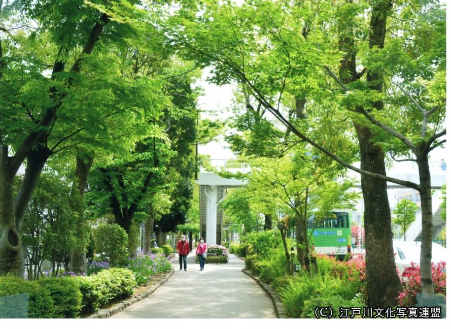 緑豊かな駅への通り道　船堀グリーンロード