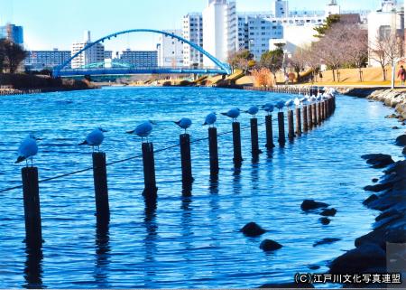 写真　人にやさしい旧中川ふれあい橋1