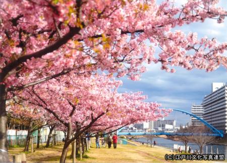 写真　人にやさしい旧中川ふれあい橋2