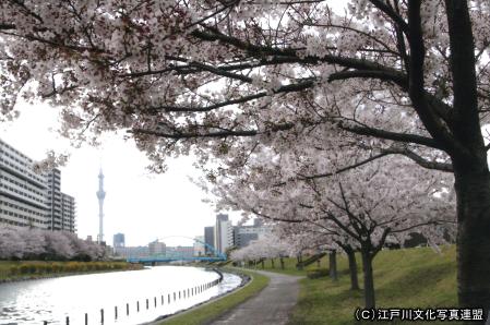 写真　人にやさしい旧中川ふれあい橋3