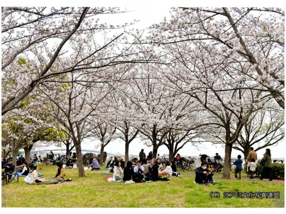 写真：小松川千本桜