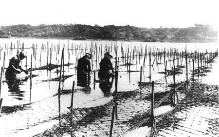 海苔網手入れ作業