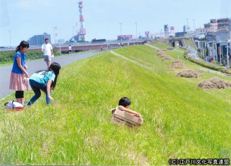 写真　痛快！江戸川土手すべり1