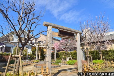 まちの防災　宿うめの木ひろば