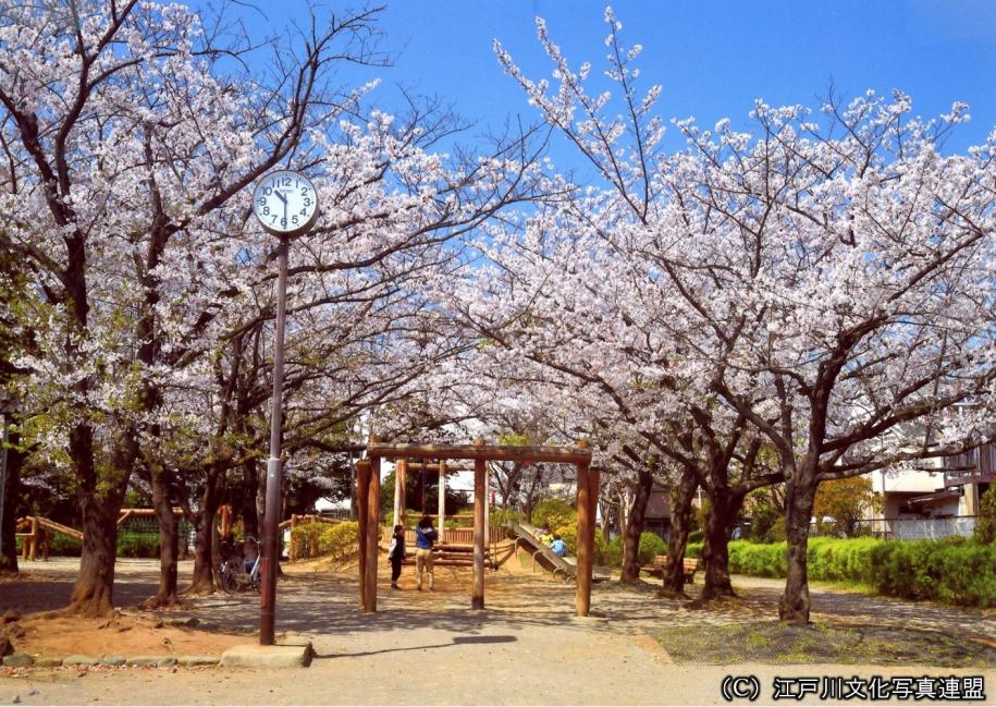平井さくら公園の桜