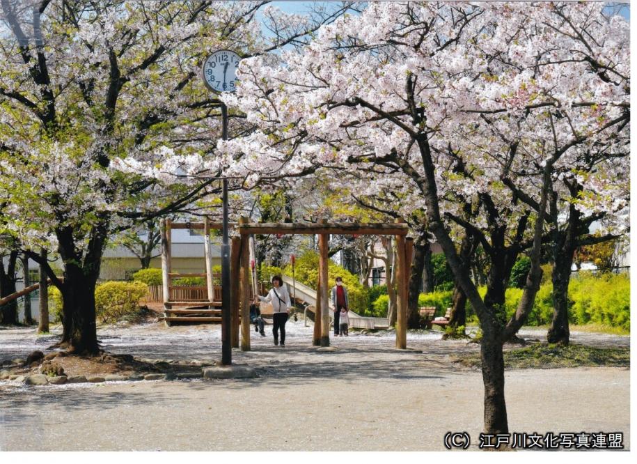 平井さくら公園の桜