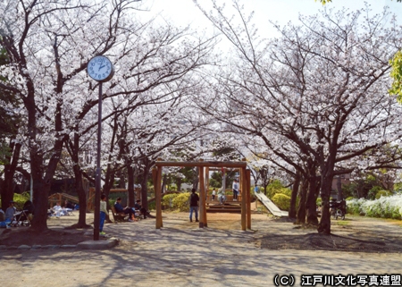 平井さくら公園の桜