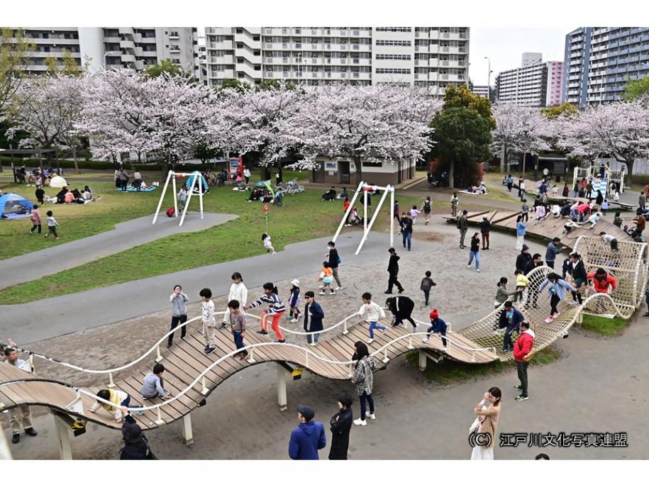芝生大空間　大島小松川公園07