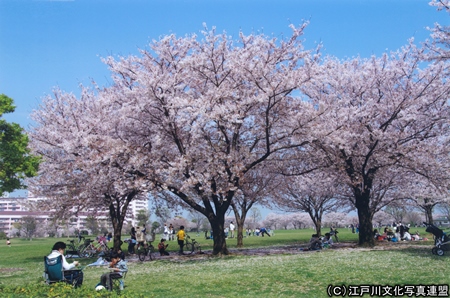 写真　芝生大空間　大島小松川公園4