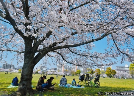 大島小松川公園02