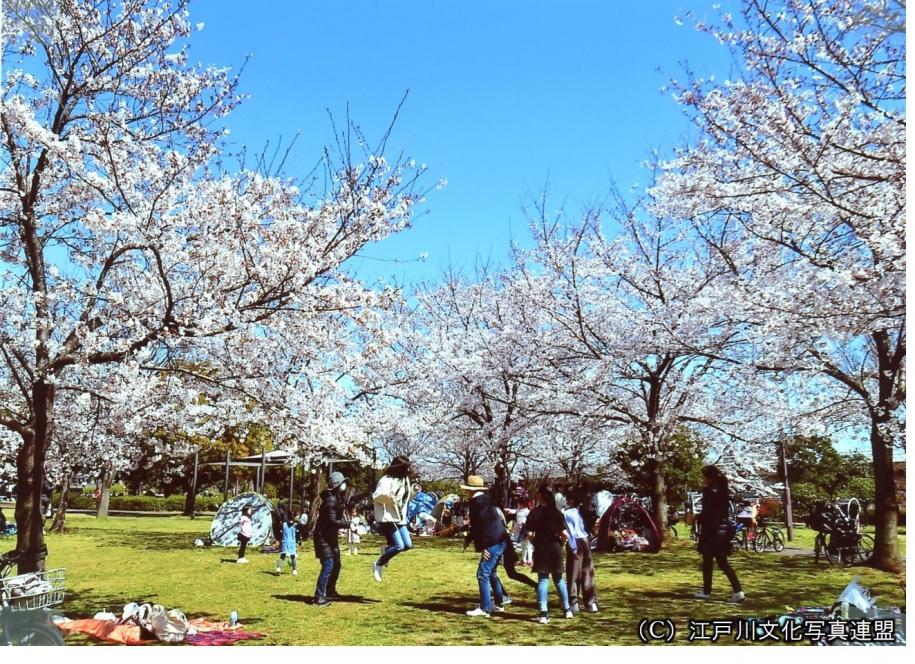 大島小松川公園の風景