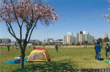 写真　芝生大空間　大島小松川公園7