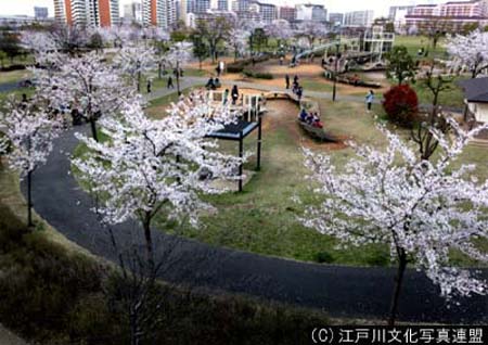 写真　芝生大空間　大島小松川公園6