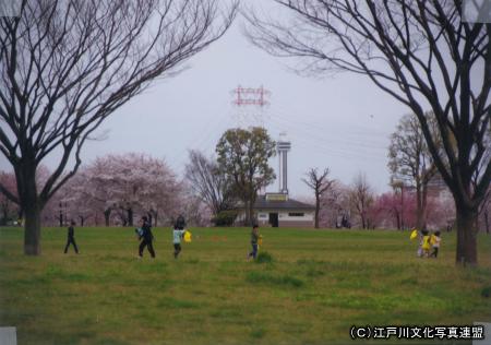 写真　芝生大空間　大島小松川公園2