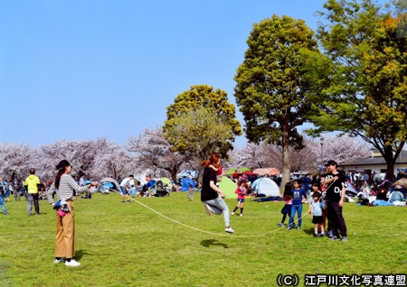 写真　芝生大空間　大島小松川公園