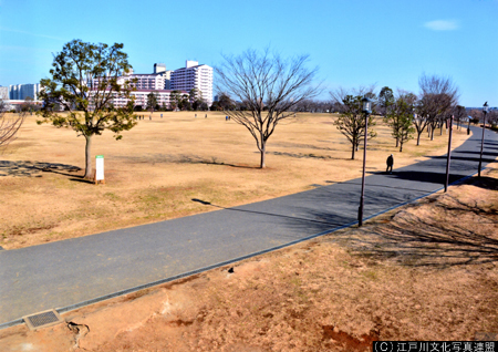 写真　芝生大空間　大島小松川公園5