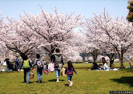 写真　芝生大空間　大島小松川公園3