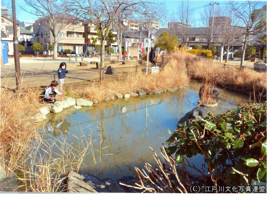 環境にやさしい一之江ひだまり公園の様子