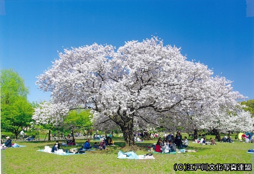 イベント満載区民まつり　篠崎公園