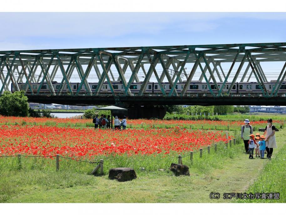 荒川河川敷の線路と花畑