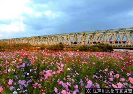 写真 花と緑いこいの場 荒川河川敷（線路と花畑）