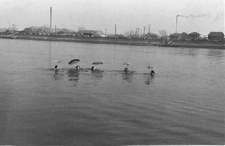 写真　荒川寒中水泳大会1