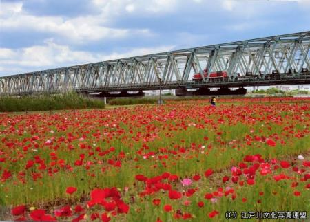 荒川河川敷（線路と花畑）