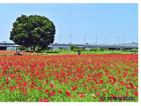 花と緑いこいの場　荒川河川敷（赤いお花畑）