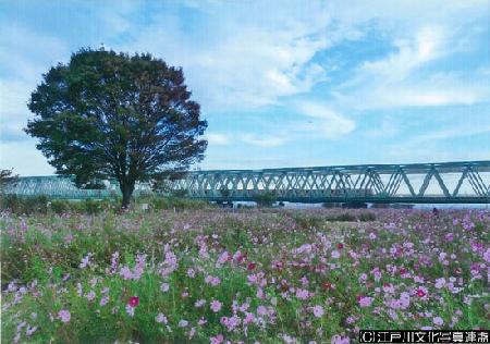 写真 花と緑いこいの場 荒川河川敷（花畑）