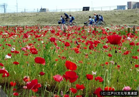 写真 花と緑いこいの場 荒川河川敷（花畑）