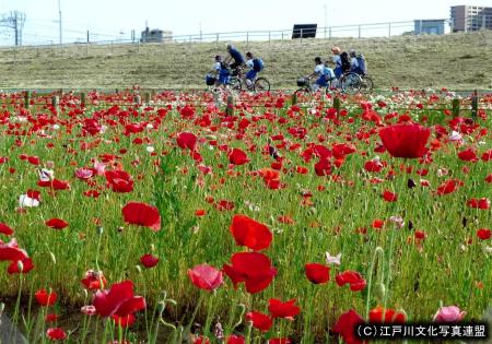 写真　花と緑いこいの場　荒川河川敷2