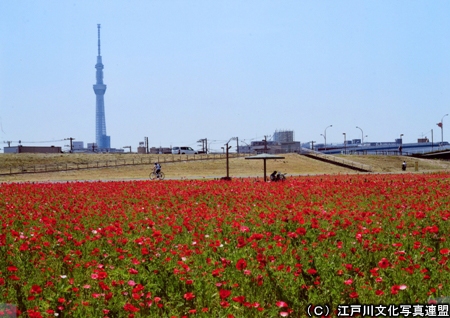 荒川河川敷（花畑とスカイツリー）