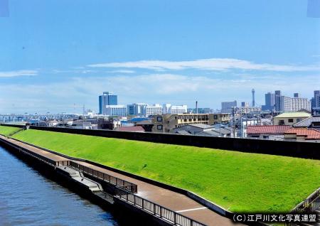 写真　堤防緑化の試み　中川遊歩道2