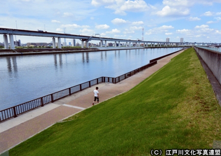 写真　堤防緑化の試み　中川遊歩道