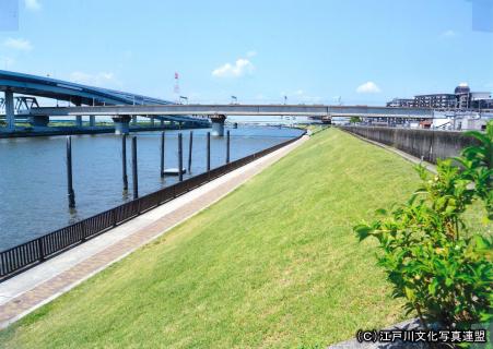 写真　堤防緑化の試み　中川遊歩道1