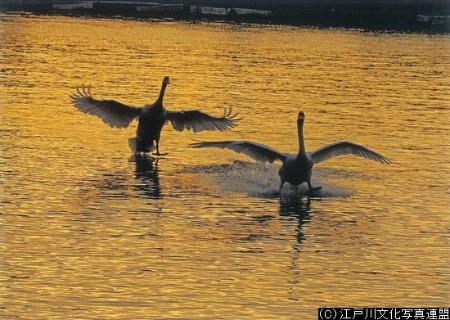 写真　白鳥が飛来する旧江戸川3