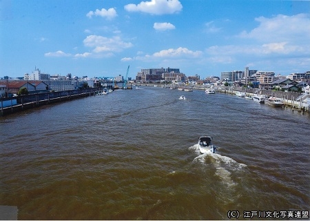白鳥が飛来する旧江戸川