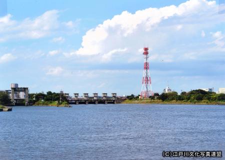 写真　白鳥が飛来する旧江戸川1